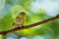 Lejsek maly - Ficedula parva - Red-breasted Flycatcher 5814n